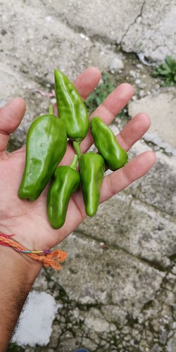 Semi friggitelli friarielli - semi,