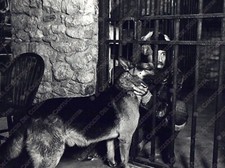 1974 Film Zanna Bianca alla