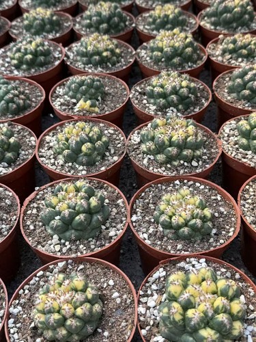 Coryphantha elephantidens