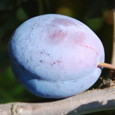 PIANTA DA FRUTTO SUSINO GROSSA