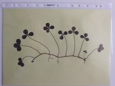 QUADRIFOGLIO VERO - Pianta