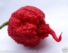 30  SEMI DI CAROLINA REAPER
