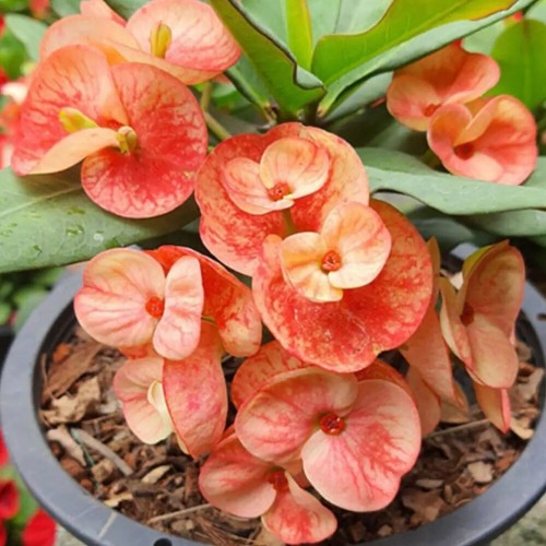 Corona spine arancione - di,