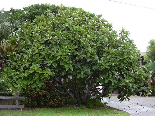 Ficus lyrata comunemente noto - comunemente,