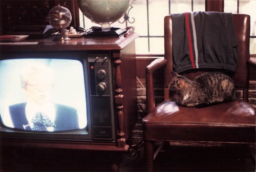 Gatto che dorme vintage - gatto,