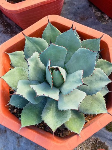 Agave parryi var truncata - agave,