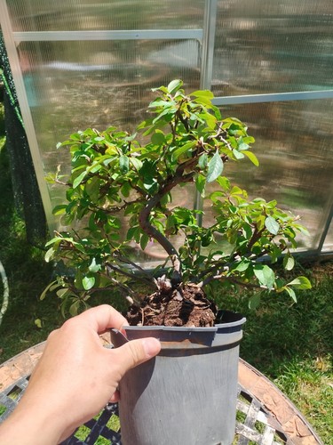 Bonsai chaenomeles superba - bonsai,
