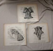 Lotto 3 Stampe Anatomiche Vintage Antiquariato Medico Parti Dell' Encefalo 