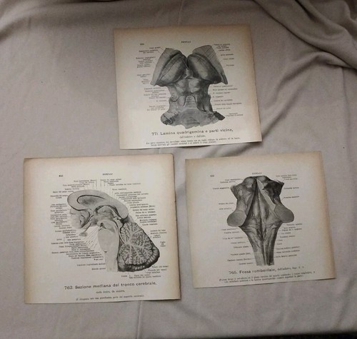 Lotto stampe anatomiche - 3,
