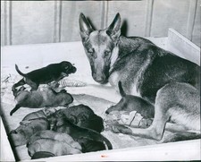 1959 cane cuccioli animali