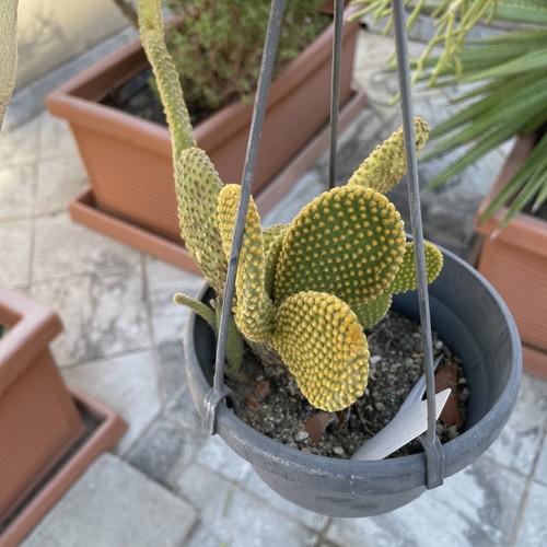Opuntia microdasys vaso cm - vaso,