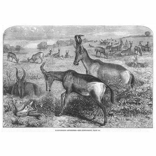 Hartebeest specie africana - hartebeest,