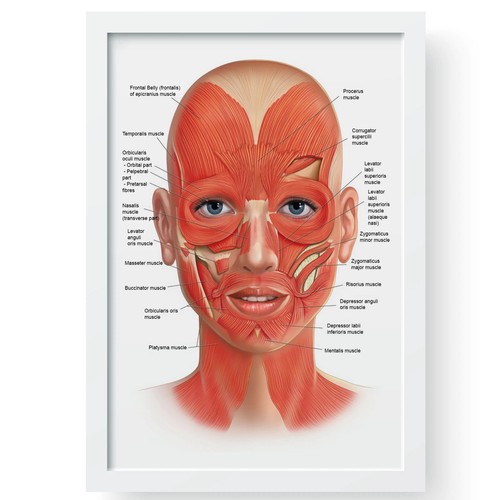 Tabella anatomica muscoli
