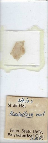 Diapositiva per microscopio