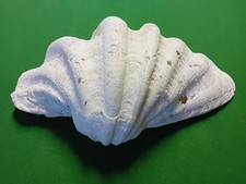 Tridacna Gigas (Gigante) Vintage Anni 70/80 - 38,50 cm x 28,50 cm x 13 cm.