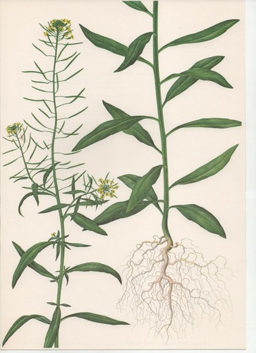 Stampa botanica vintage - stampa, anni