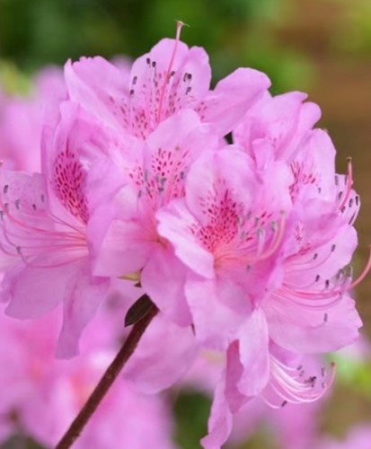 Azalea poukhanense flowering - azalea,