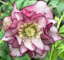 Helleborus or. 'Double Ellen