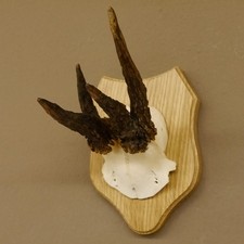 Corna Di Capriolo Anomalo