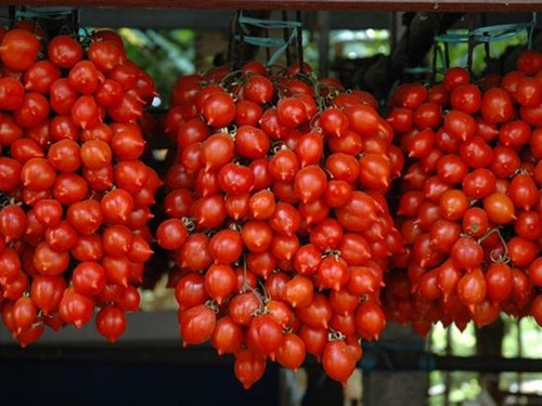 Pomodoro piennolo del - pomodoro,