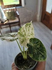 Alocasia Dragon Scale Mint