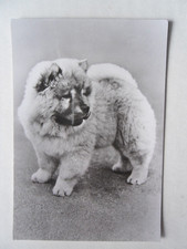 Cartolina Chow-Chow cucciolo