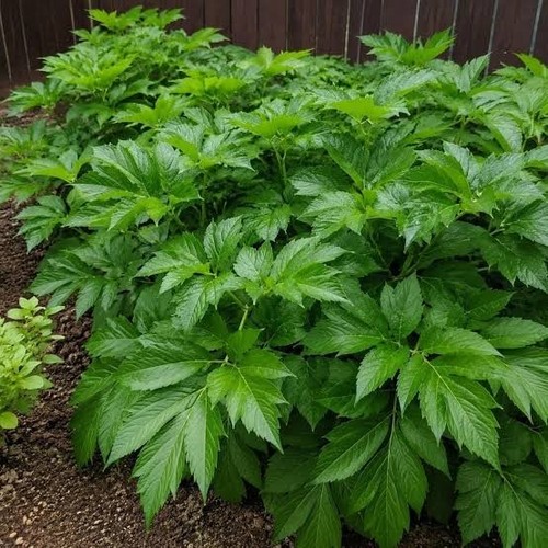 Semi ashitaba angelica - 20+,