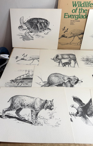 Stampe disegno wildlife - 12, da