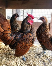 Uova feconde Sebright ORO orlo Nero