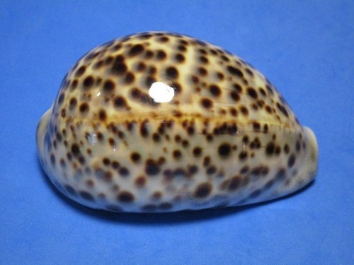 Cypraea tigris pardalis shaw - pardalis, (shaw