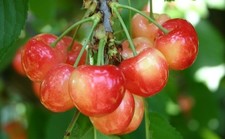 Pianta di Ciliegio: varietà