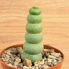 Eulychnia castanea f. spiralis