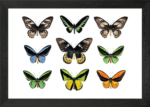 Farfalle ornitotteri con - 01,
