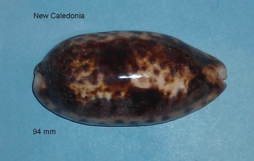 Cypraea testudinaria - ,