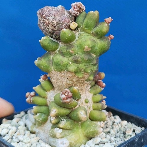 Gymnocalycium kikko - cv.,