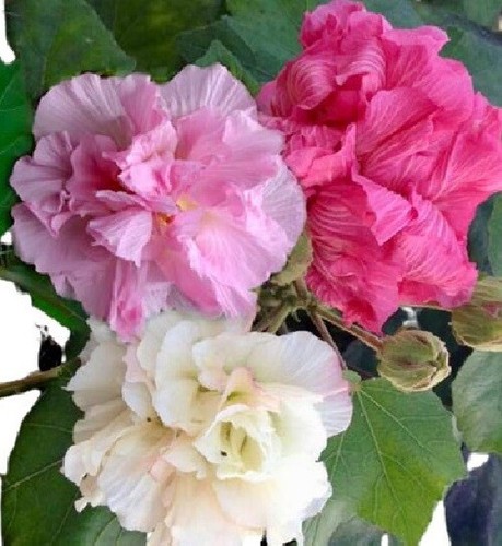 Ibisco mutabilis fiore che