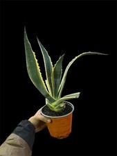 Agave americana marginata - agave,