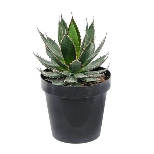 Agave horrida pianta - "agave,