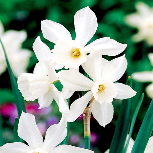 Narcisi bulbi fiori cipolle - di,