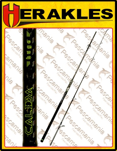 Canna herakles calida - canna,