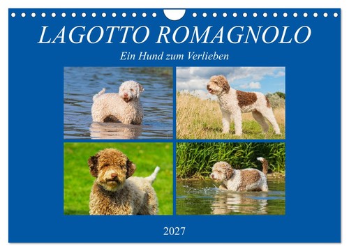 Lagotto romagnolo ein hund - -,