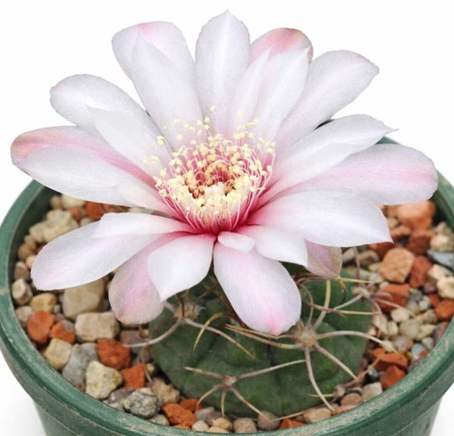 Gymnocalycium kroenleinii