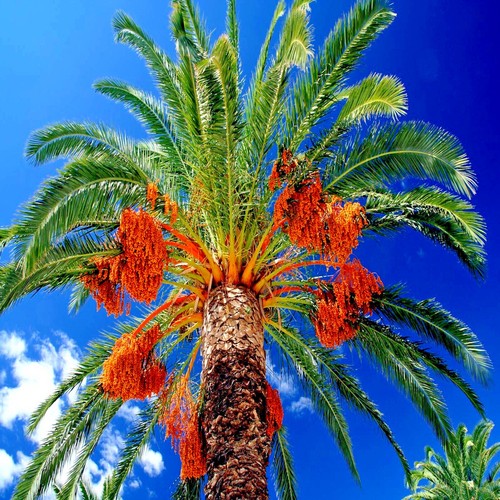 Date palm tree seeds - tree,