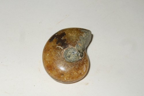 Fossili ammonite - -, (10)