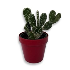 Pianta grassa di Fico D'India