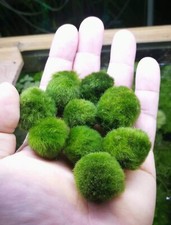  Marimo 2/2.5 Cm pianta vera