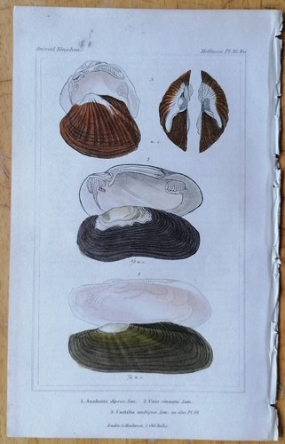 Baron cuvier stampa - baron,