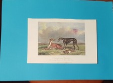 CANI incisione acquarellata a mano 2  levrieri Twilight and Wyndotte,  1848