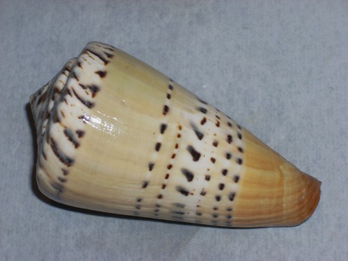 Conus mustelinus very big - mustelinus,