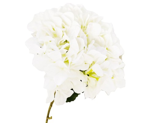 Ortensia gigante bianca - gigante, cm